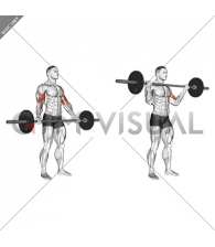 Barbell Standing Wide Grip Biceps Curl