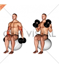 Dumbbell Two Arm Seated Hammer Curl on Exercise Ball