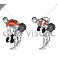 Dumbbell Bent Over Row