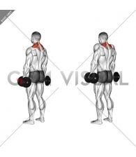 Dumbbell Shrug