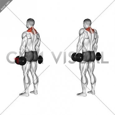 Dumbbell Shrug