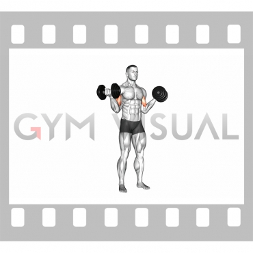 Dumbbell Standing Inner Biceps Curl (version 2)