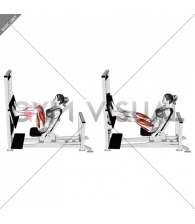 Lever Horizontal Leg Press (female)