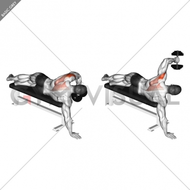 Dumbbell Lying One Arm Deltoid Rear