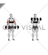 Dumbbell Biceps Curl (with arm blaster)