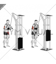 Cable Triceps Pushdown (V-bar) (with arm blaster)