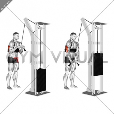 Cable Triceps Pushdown (V-bar) (with arm blaster)