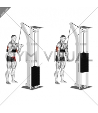 Cable Reverse Grip Triceps Pushdown (SZ-bar) (with arm blaster)