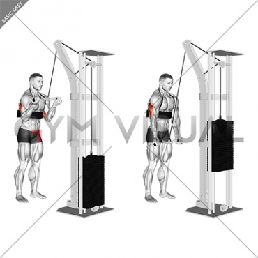 Cable Reverse Grip Triceps Pushdown (SZ-bar) (with arm blaster)