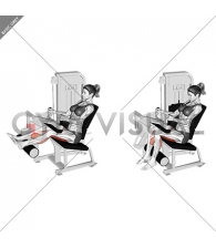 Lever Seated Leg Curl (female)