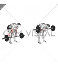 Barbell Standing Concentration Curl