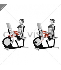 Bicycle Recline Walk (female)