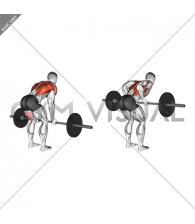 Barbell Underhand Bent over Row