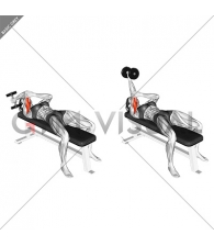 Dumbbell Lying One Arm Supinated Triceps Extension (female)