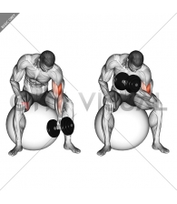 Dumbbell One Arm Concetration Curl (on stability ball)