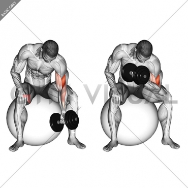 Dumbbell One Arm Concetration Curl (on stability ball)