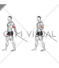 Cable One Arm Biceps Curl (VERSION 2)