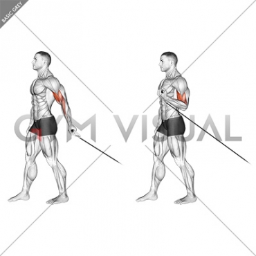 Cable One Arm Biceps Curl (VERSION 2)