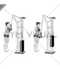 Cable Pushdown (with rope attachment) (female)