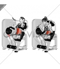 Lever Seated Crunch (female)