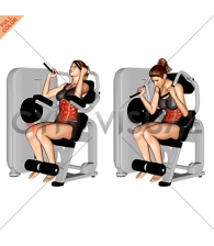 Lever Seated Crunch (female)