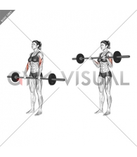 Barbell Reverse Curl (female)