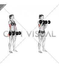 Dumbbell Biceps Curl (female)