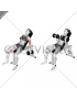 Dumbbell Incline Biceps Curl (female)