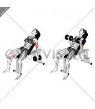 Dumbbell Incline Biceps Curl (female)