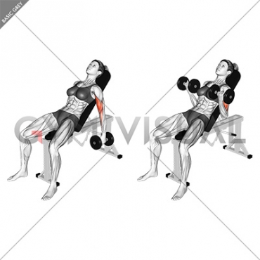 Dumbbell Incline Biceps Curl (female)