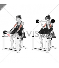 Barbell Preacher Curl (female)