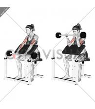 Barbell Reverse Preacher Curl (female)_Forearm