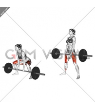 Barbell Sumo Deadlift (female)