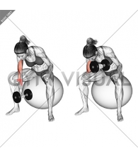 Dumbbell One Arm Concetration Curl (on stability ball) (female)