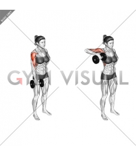 Dumbbell One Arm Upright Row (female)
