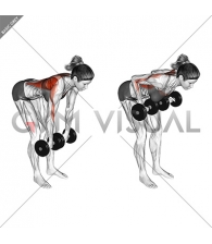 Dumbbell Palm Rotational Bent Over Row (female)
