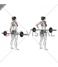 Barbell Rear Delt Raise (female)_shoulder