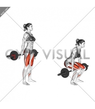 Barbell Hack Squat (female)