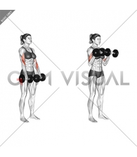 Dumbbell Biceps Curl Reverse (female)