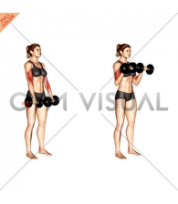 Dumbbell Biceps Curl Reverse (female)