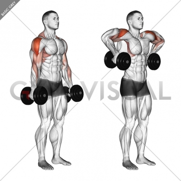 Dumbbell Raise