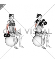 Dumbbell Hammer Curl on Exercise Ball (female)