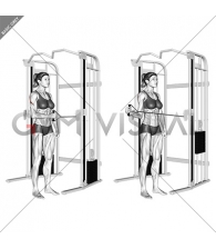 Cable Standing Shoulder External Rotation (female)