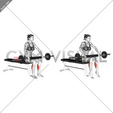 Barbell Seated Calf Raise (female)