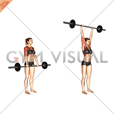 Upright row with barbell workout exercise Vector Image