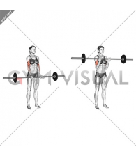 Barbell Standing Close Grip Curl (female)