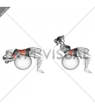 Crunch (on stability ball) (female)