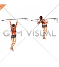 Rocky Pull Up Pulldown (female)