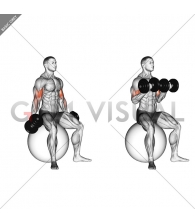 Dumbbell Seated Biceps Curl (on stability ball)