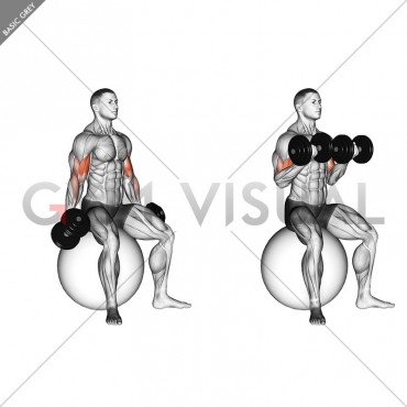 Dumbbell Seated Biceps Curl (on stability ball)